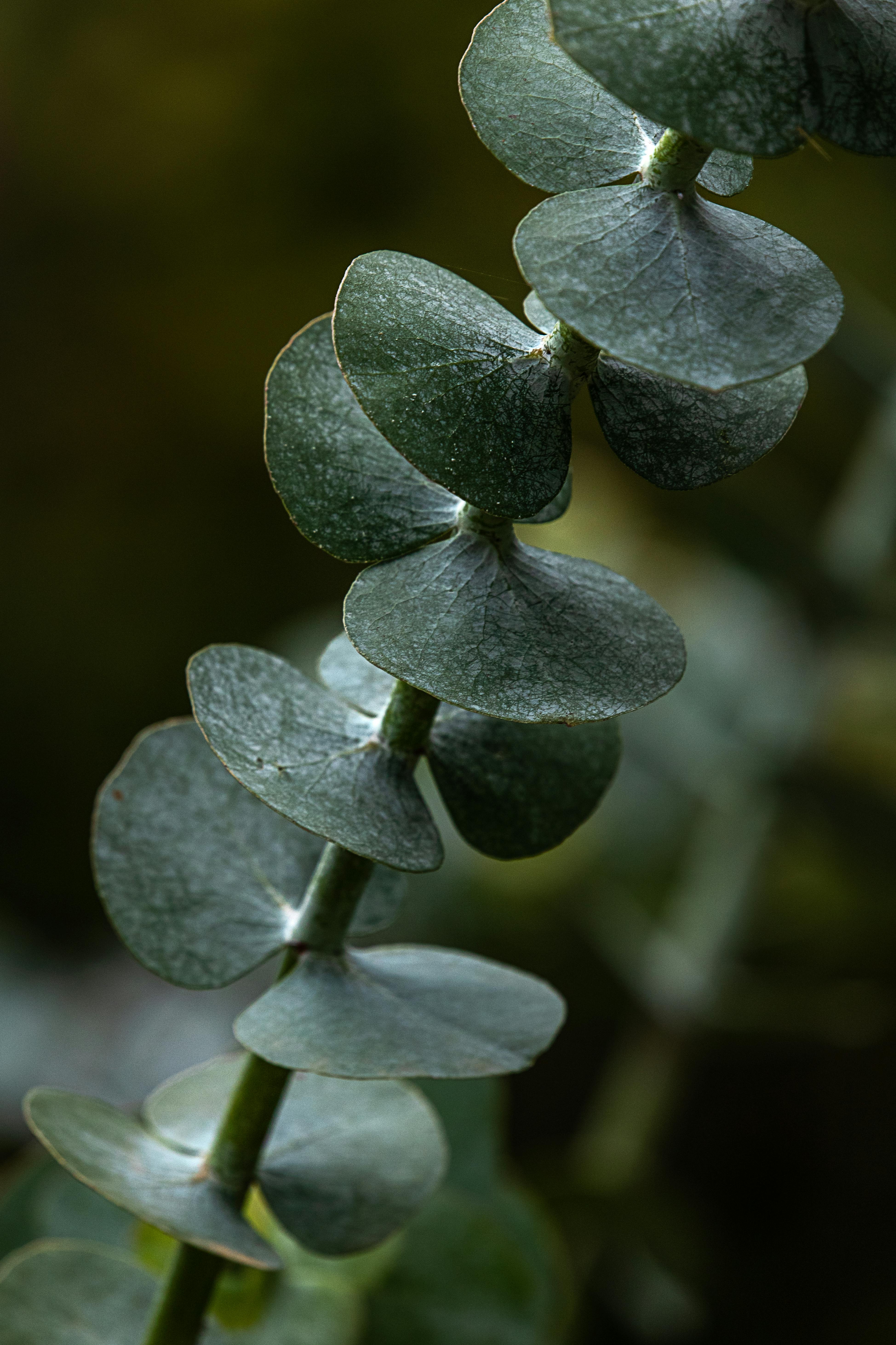 Tea Tree Oil
